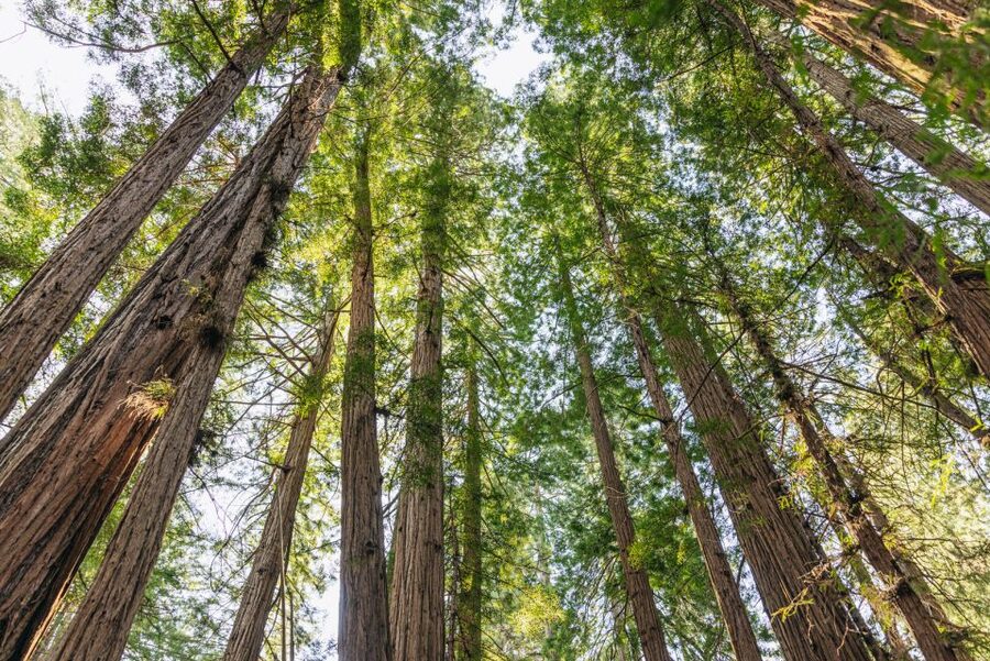 San Francisco: Muir Woods, Sausalito and SF Bay Cruise - Sausalito for 1 Hour: Floating Homes, Waterfront Views, and Food Lines