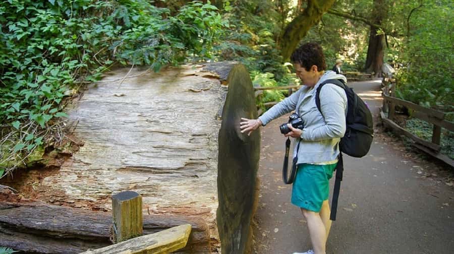 San Francisco: Muir Woods Tour & Golden Gate Bay Cruise - Key points to know before you go