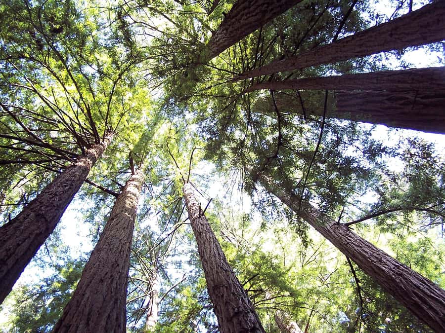 San Francisco: Muir Woods Tour & Golden Gate Bay Cruise - Golden Gate drive in a mini-bus: the easy way to start