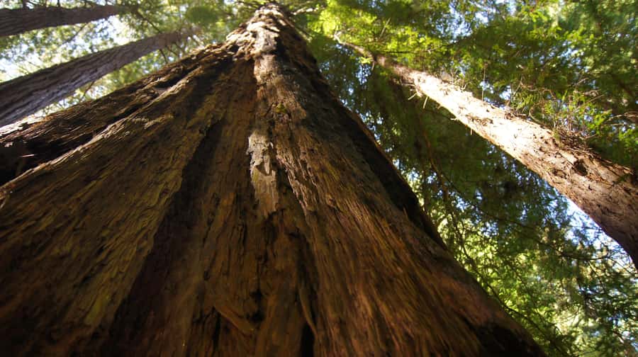 San Francisco: Muir Woods Tour & Golden Gate Bay Cruise - Muir Woods National Monument: 1.5 hours among 1000-year-old trees