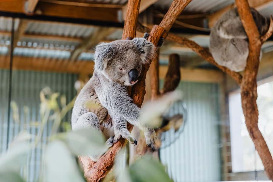 Sydney: Jervis Bay Tour with Beaches, Koalas & Kangaroos - Key things that make this Jervis Bay day work