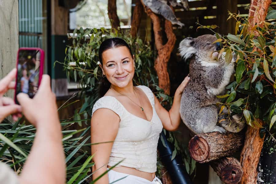 Sydney: Jervis Bay Tour with Beaches, Koalas & Kangaroos - Symbio Wildlife Park before opening: the koala encounter moment