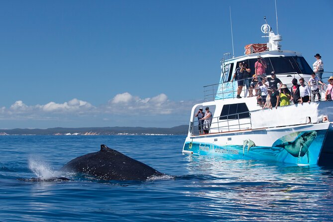 Twilight Bay Cruise in Hervey Bay - Wildlife Watch on Hervey Bay: Dolphins, Turtles, Dugongs (Reality, Not Guarantees)