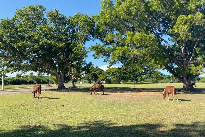 Vieques Bio Bay Tour and Beach Day Trip from San Juan by Ferry - Price and What You Get for $230