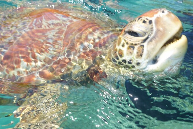 Whisper Cruises - One-Hour Turtle Spotting Bay Cruise - Key things to know before you book Whisper Cruises