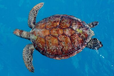 Whisper Cruises - One-Hour Turtle Spotting Bay Cruise - The one-hour route: Coral Sea Marina, Whisper Bay, and Pigeon Island