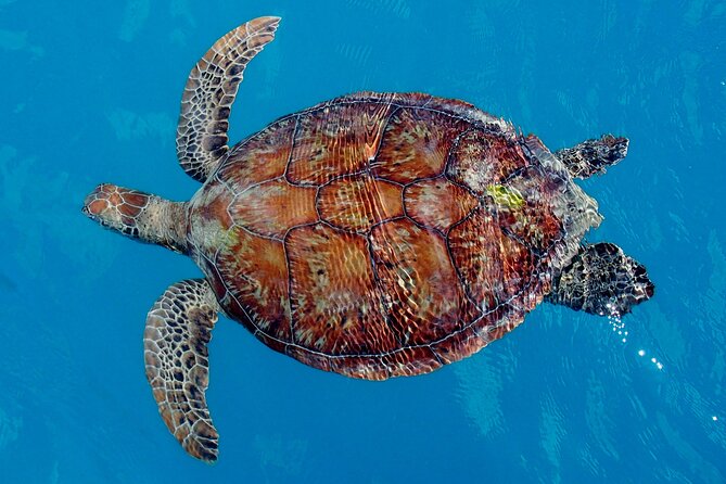 Whisper Cruises - One-Hour Turtle Spotting Bay Cruise - The one-hour route: Coral Sea Marina, Whisper Bay, and Pigeon Island